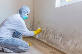 Sandy Oaks, TX Mold Prevention & Removal  Company